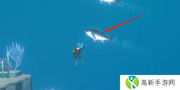 潜水员戴夫金枪鱼怎么抓 金枪鱼在哪里可以抓到[多图]图片2